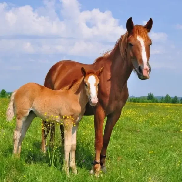 horse hair tissue mineral analysis (htma) test